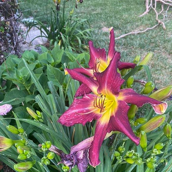 Meet your Posher, Shawna - Picture 1 of 1